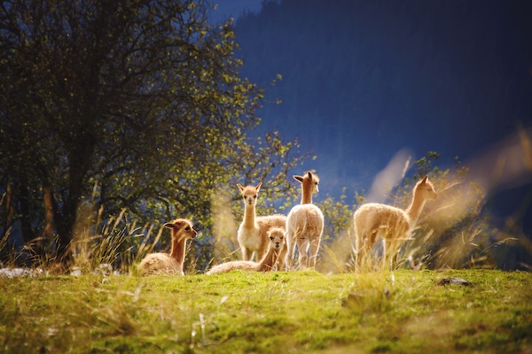 Severnwye Equestrian Llama Trekking