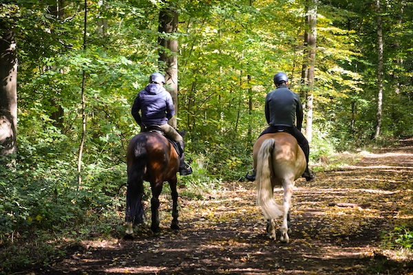 Severnwye Equestrian Pony Trekking